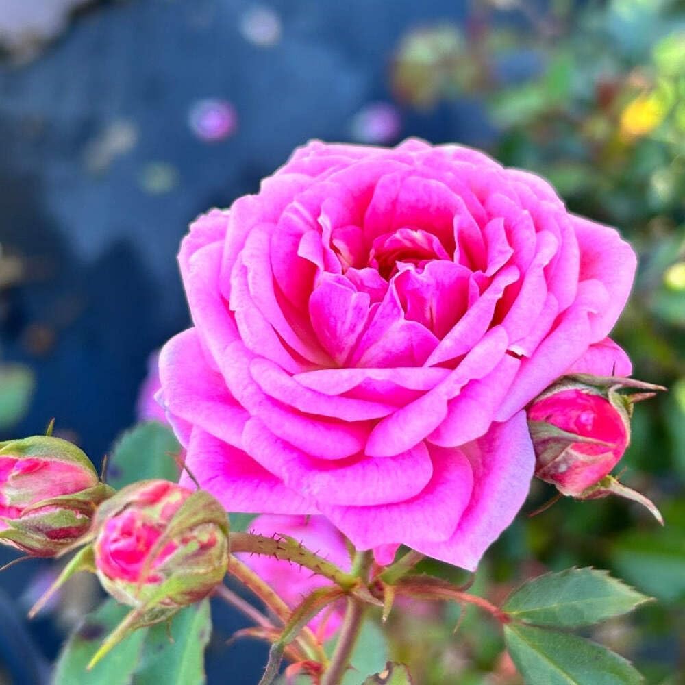 Sweet Drift Rose, 3 Gallon