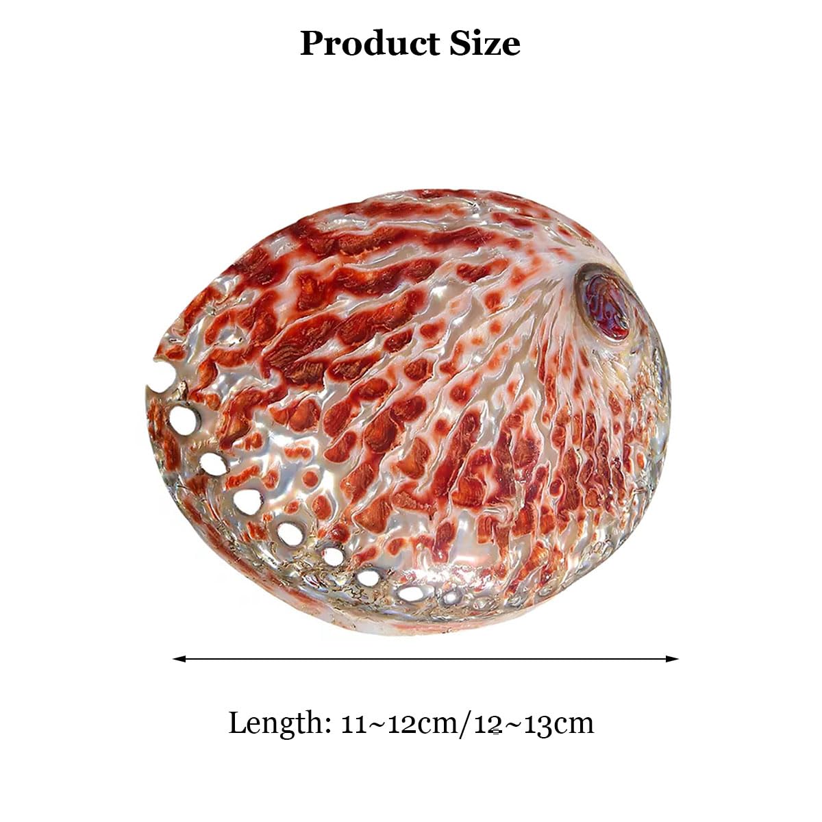 Muszla, Czerwona muszla uchowca 11-13 cm na dekoracje ślubne Impreza(11~12cm)