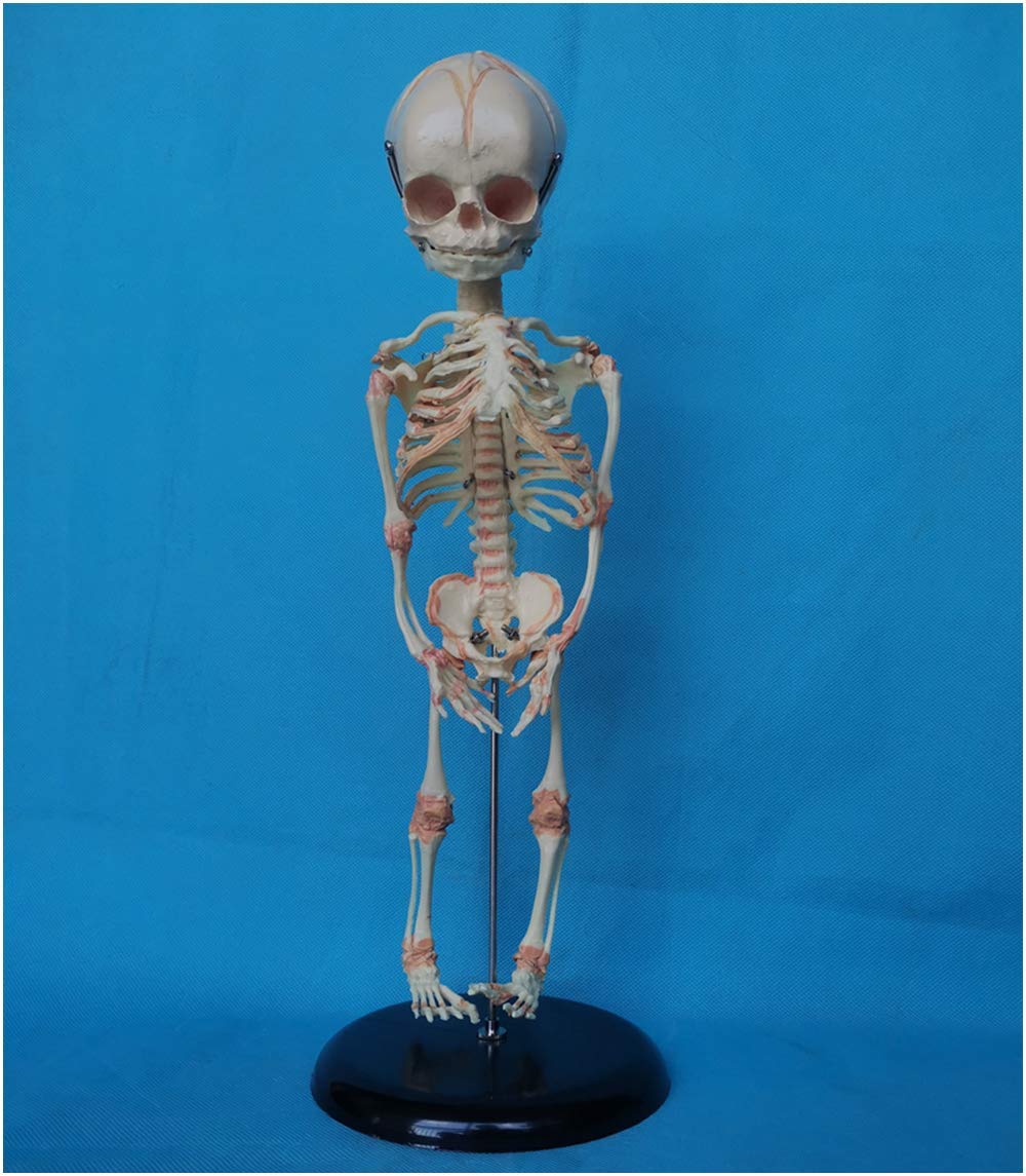 Fetal Skeleton Teaching Model - Anatomy Human Baby Anatomy Skull Skeleton Model - 40CM Baby Skeleton Model Medical Anatomy Model - for Science Classroom Study Display