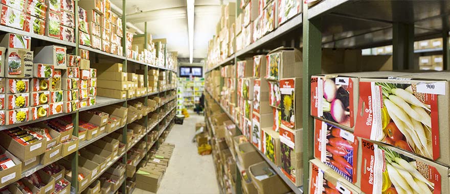 Snackgurken Hopeline F1 Saatgut Von Dürr-Samen - Foto 9