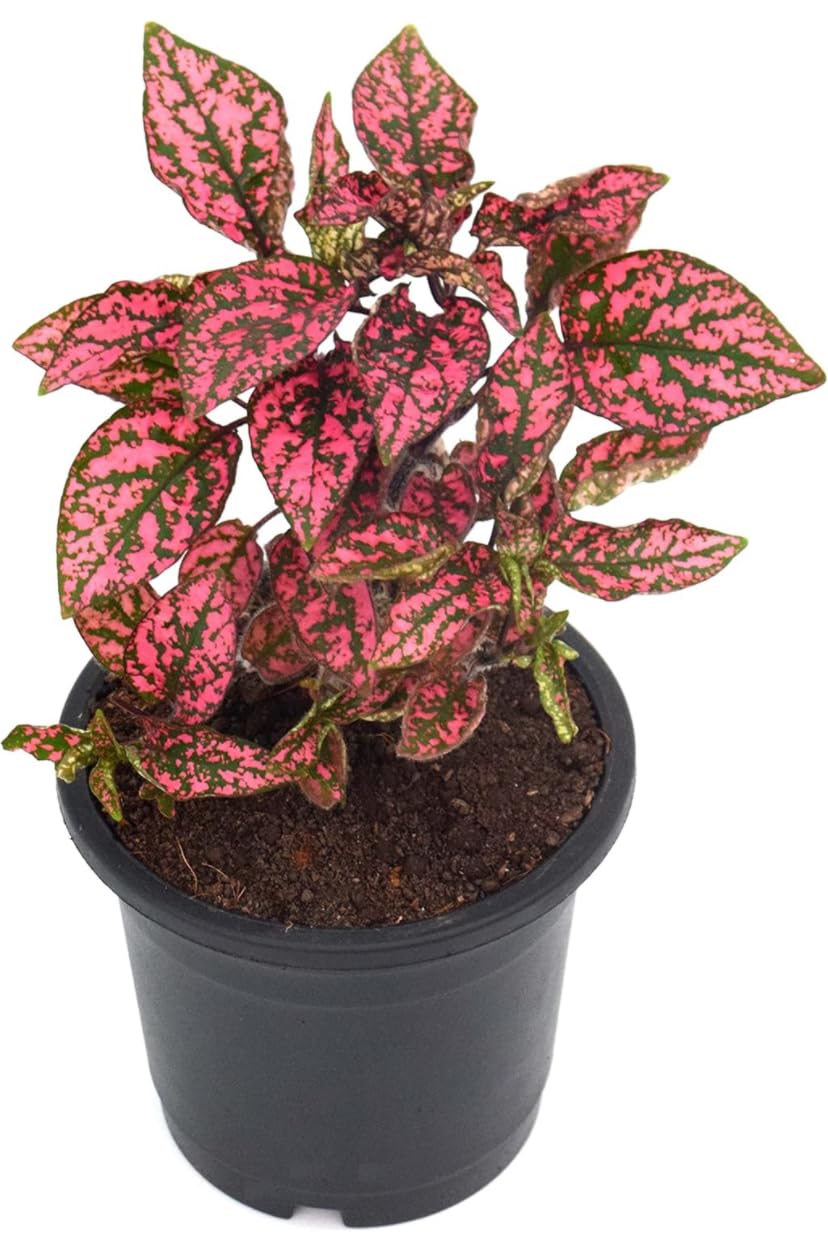 Kalkiplantation Hypoestes or Polka Dot Plant (Red) 4”pot, Indoor plant, Foliage plant pack of 1 (B0DHLQXY8K) Amazon Price History, Amazon Price Tracker