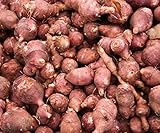 Five Red Jerusalem Artichoke Tubers (Organic) - Hardy Red Fuseau Variety - (Sunroot 'chokes or Sunchoke) by Yumheart Gardens (5)