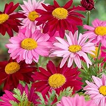 2000+ Pyrethrum Tanacetum coccineum - Flower Garden Seeds - Perennial Flower Seeds