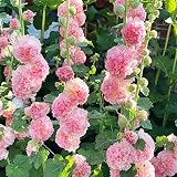 300+ Hollyhock Seeds Carnival Mix Giant Mallow Double Hollyhock Flowers Seed Perennial Outdoor Home