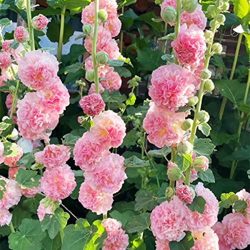 300+ Hollyhock Seeds Carnival Mix Giant Mallow Double Hollyhock Flowers Seed Perennial Outdoor Home Garden Flower #TOP9