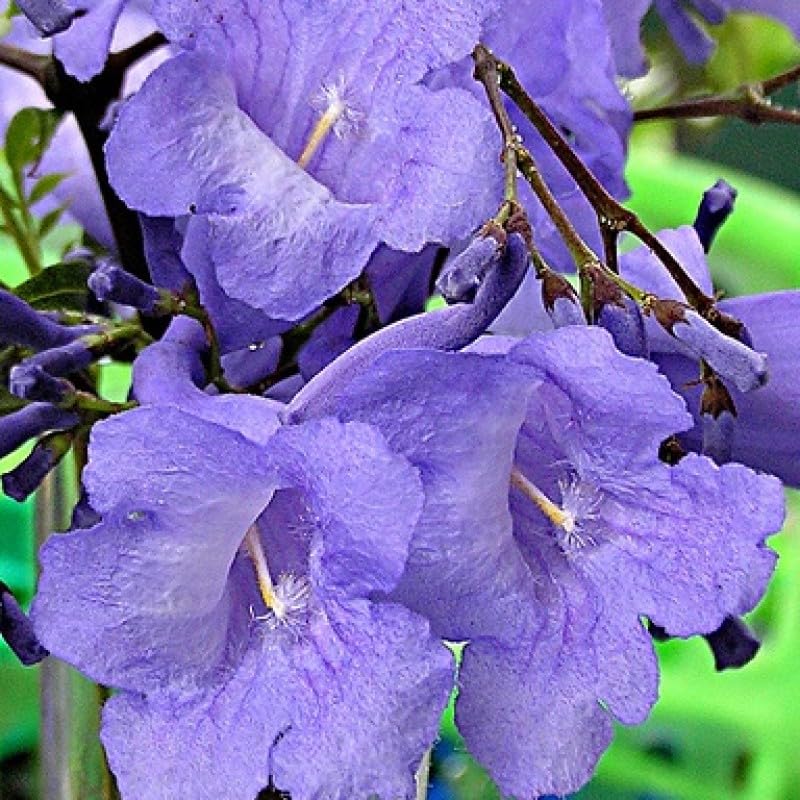 Jacaranda Neel Mohar plant Mimosifolia tree for Home garden Jacaranda Mimosifolia,(Pack of 1) Live Plant Neel Mohar for gardening/Neel Mohar for home (B0D9VNNFLP) Amazon Price History, Amazon Price Tracker