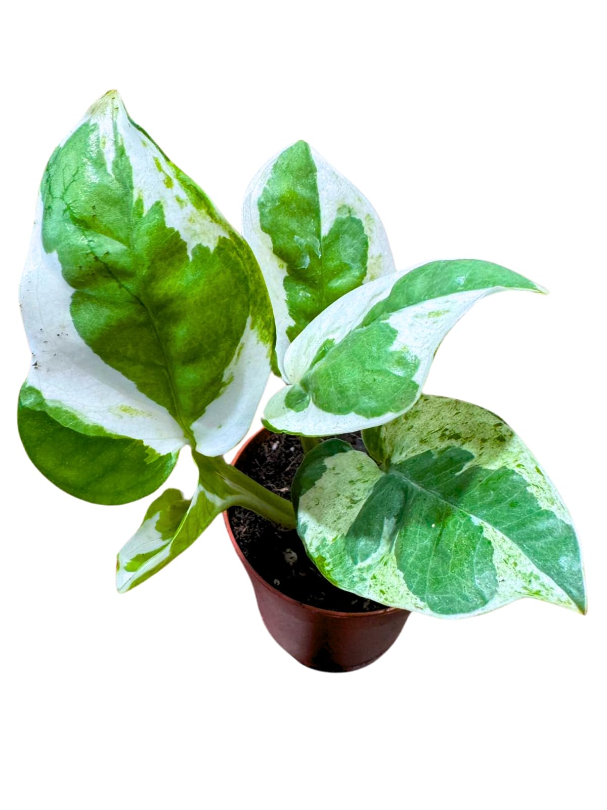 Pearl and Jade Pothos