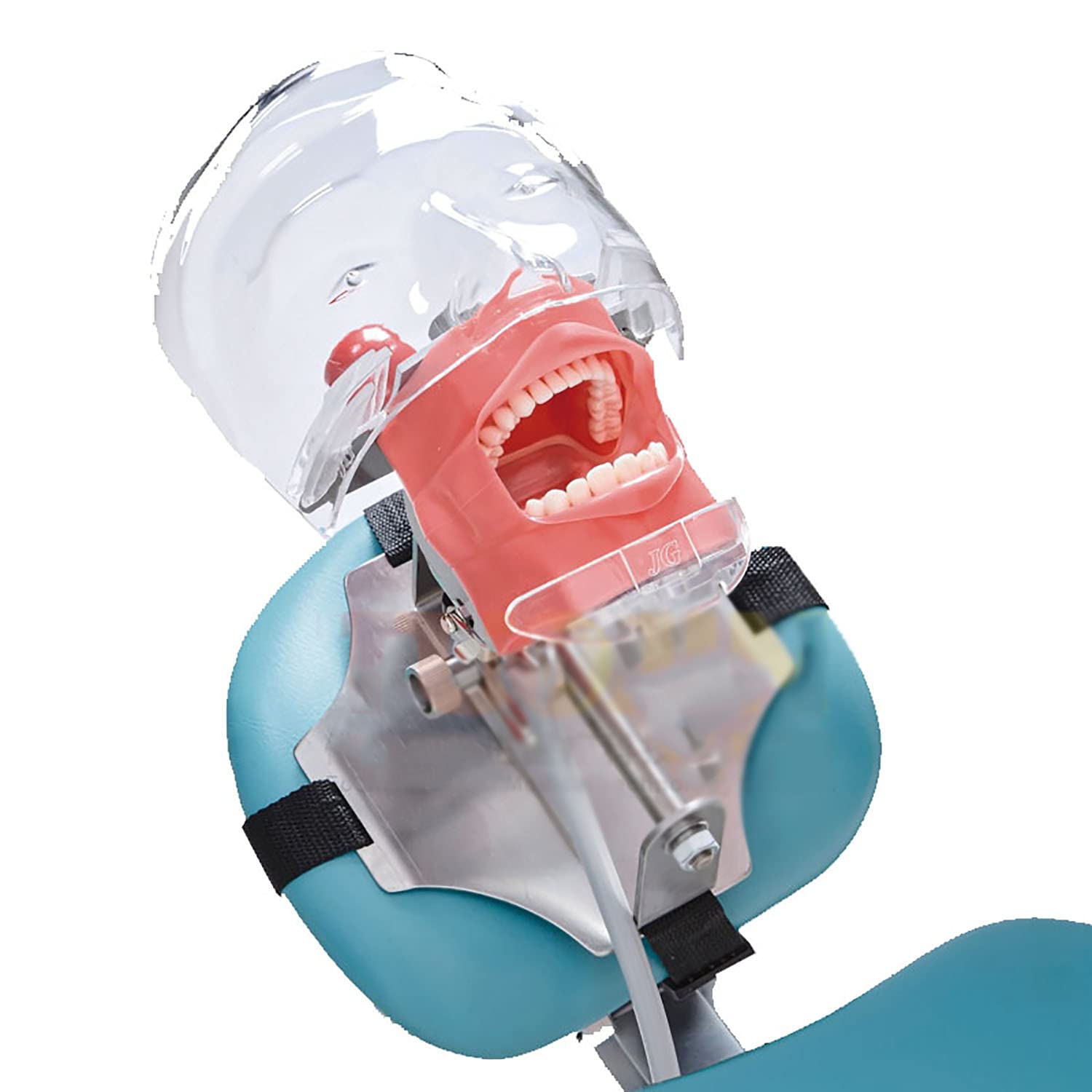 Model dydaktyczny, model głowy symulator zębów model zębów można zainstalować na poduszce krzesła dentystycznego stomatologii zestaw narzędzi do nauczania kanału korzeniowego
