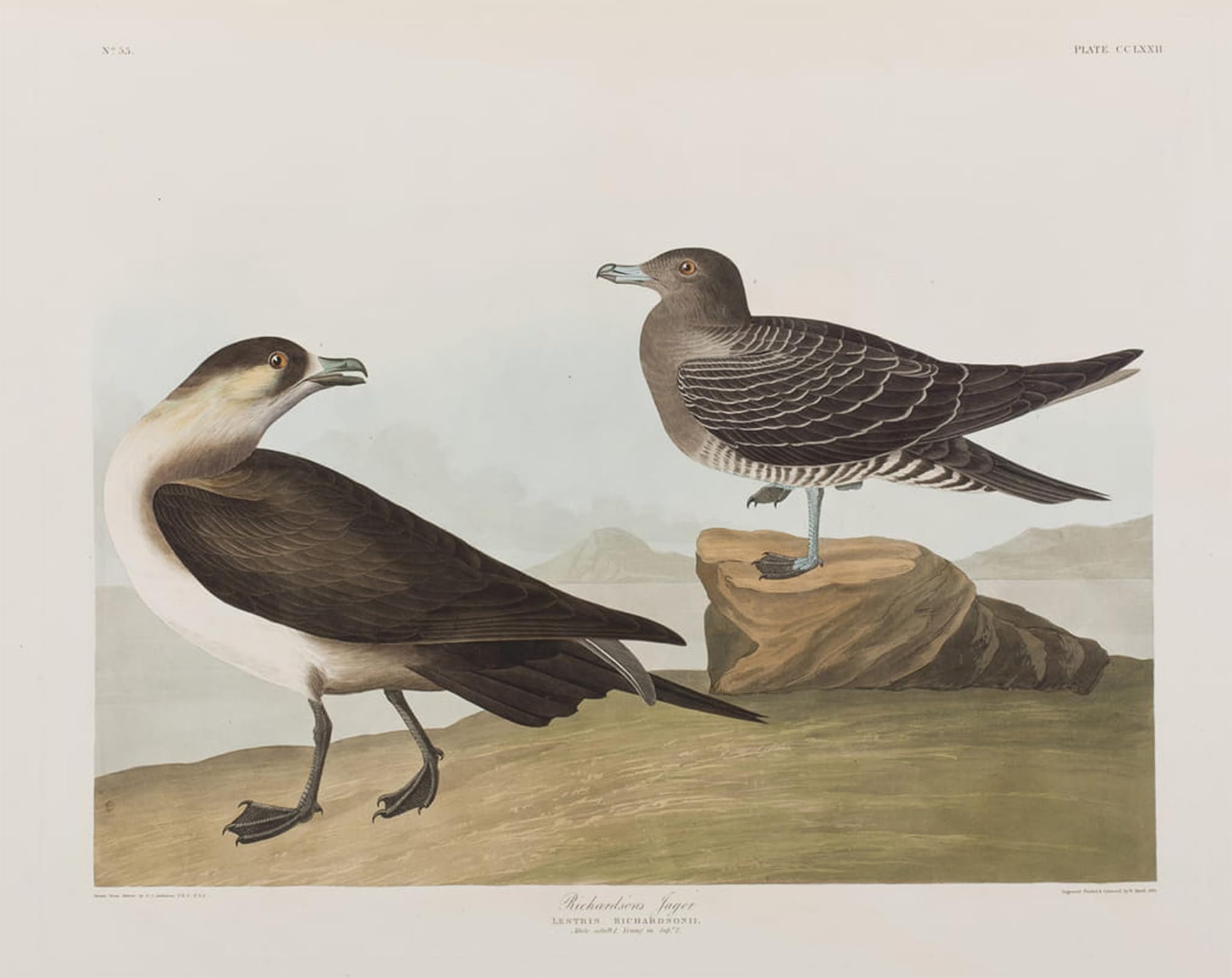Posteriik No Frame Vintage Classic Picture Landscape Artwork Illustration From Birds Of America By John Jamess Audubon Portrait Canvas Painting For Office Home Decor 60X90cm