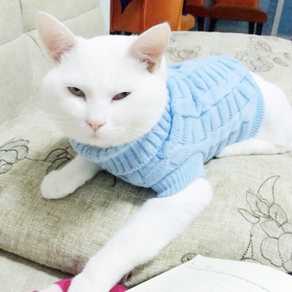 sweater cats
