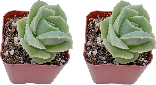 Succulents Set, 2 Pack Graptoveria Lovely Rose, Live Succulents Fully Rooted, Approx 2-inch Large, Unique Gift