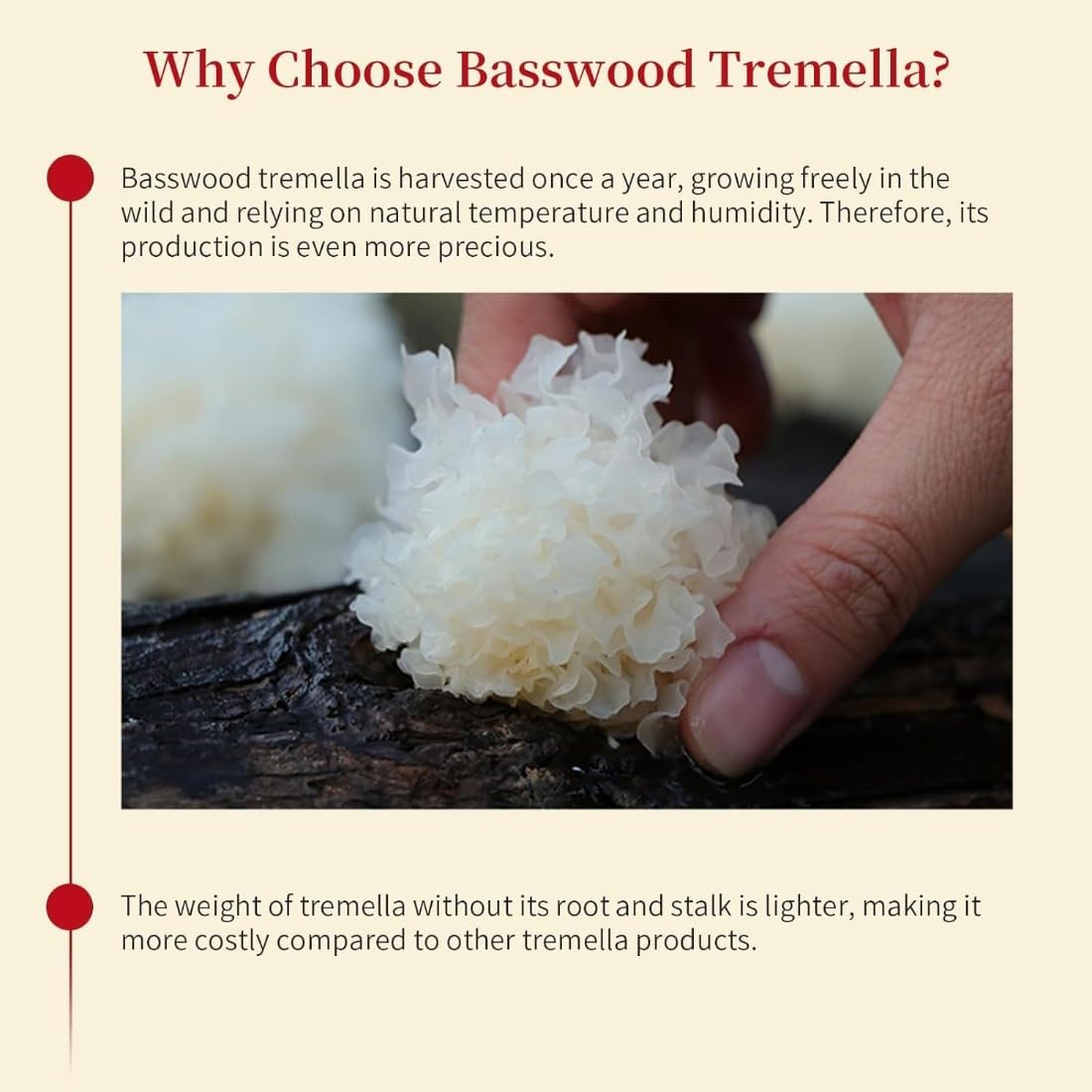 Hongos Blancos (Tremella Fuciformis), Hongos Nieve de Madera – 250g de Tremella Seca, Pequeños Hongos de Oído Plateado para Sopas y Postres – Naturales, Tendros y Nutritivos, Pequeños Tremella en Haya