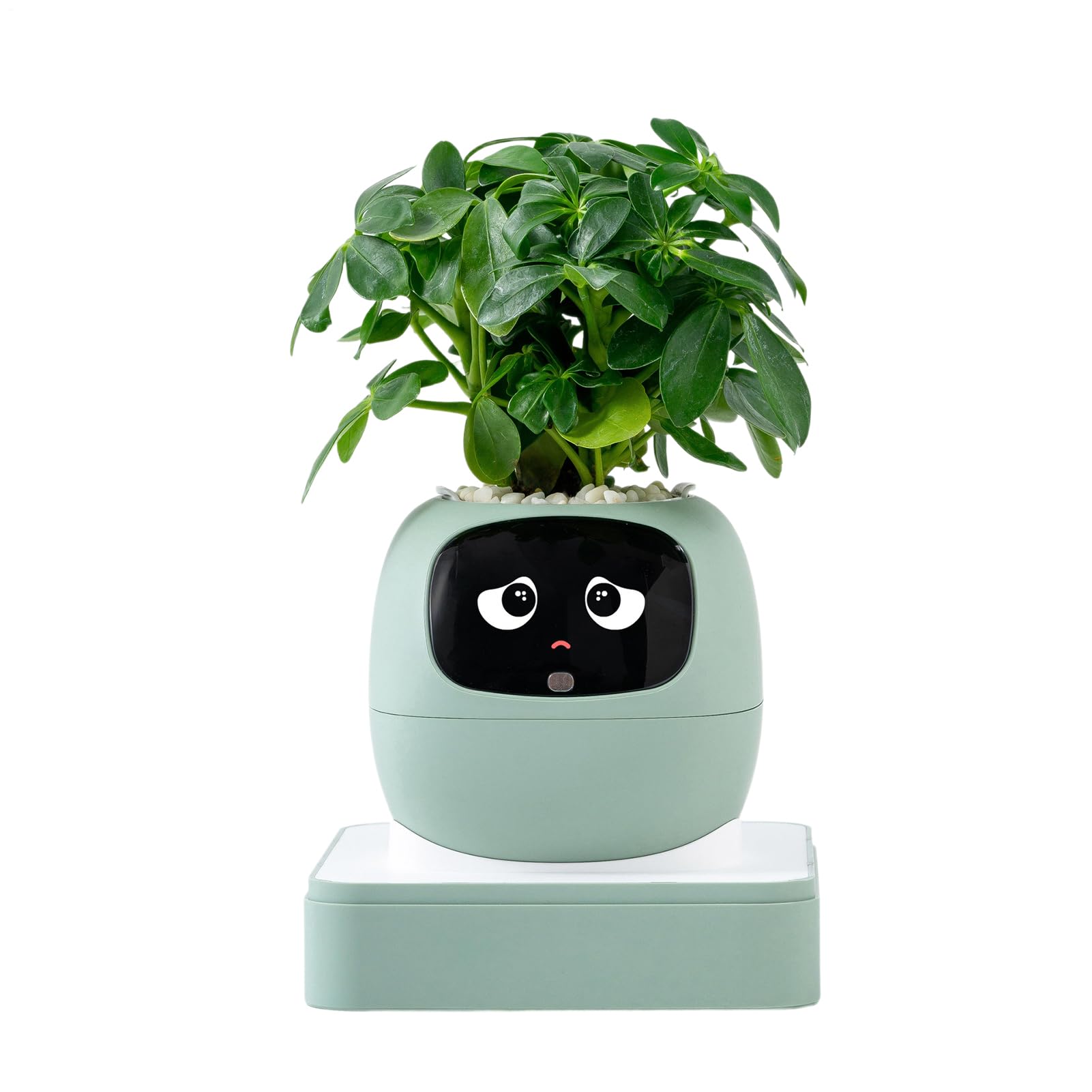 Smart Plant Pot AI – Fioriera per la cura degli animali domestici, piccoli cactus, interni, appartamento, ufficio, soggiorno, camera da, appartamento, ufficio, soggiorno, camera da