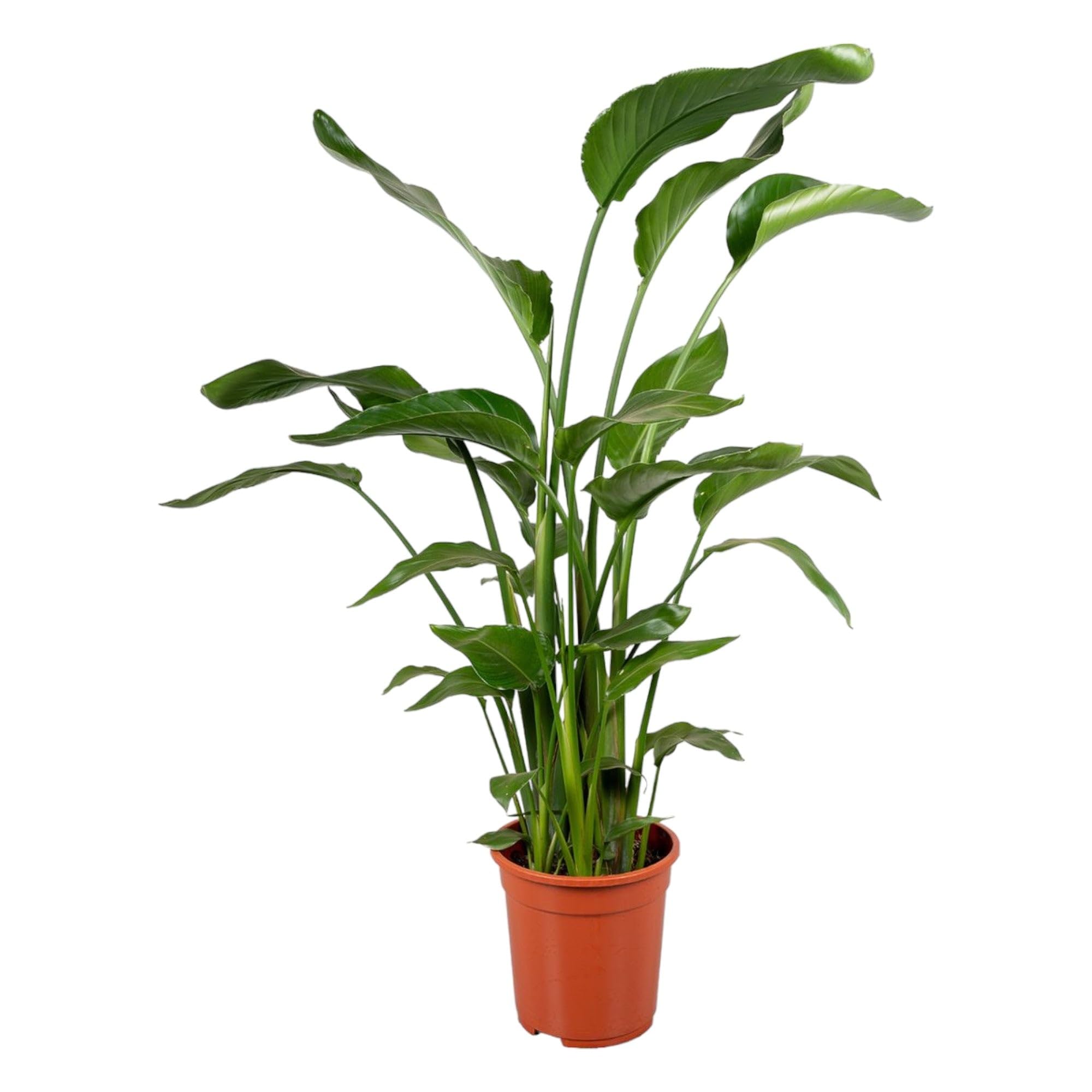 Trendyplants - Strelitzia Nicolai - Rajski ptak - Roślina pokojowa - Wysokość 110-130 cm - Wielkość doniczki Ø 17 cm