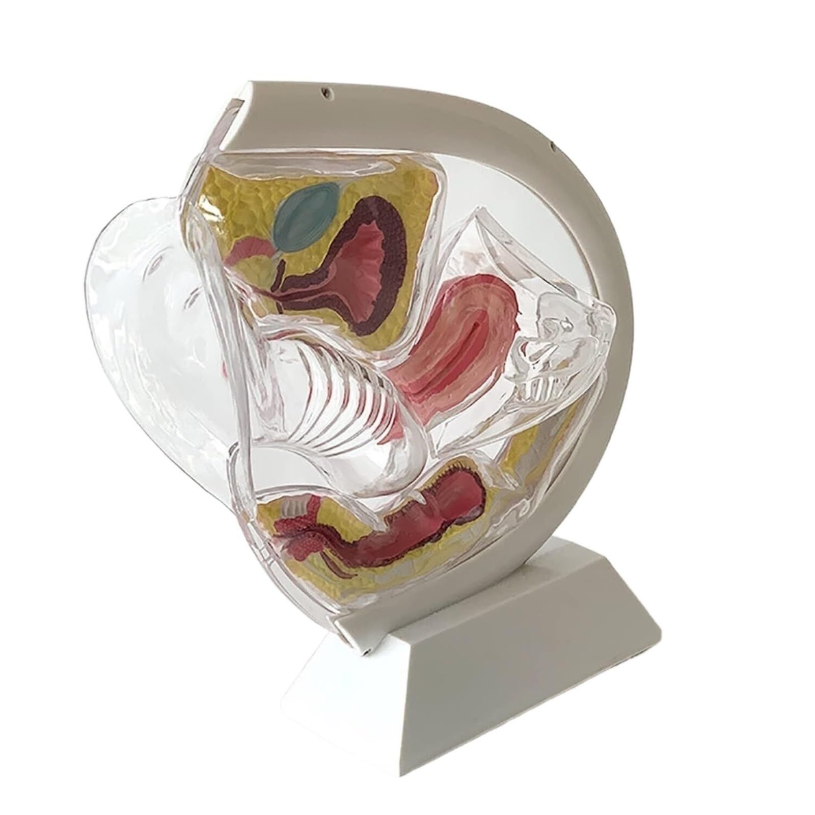 Transparentes Uterusmodell mit Demonstration der Menstruationstasse – Anatomisches Modell des weiblichen Fortpflanzungsorgans for Beckenanatomie, Verhütungserziehung und Sexualerziehungslehrmittel