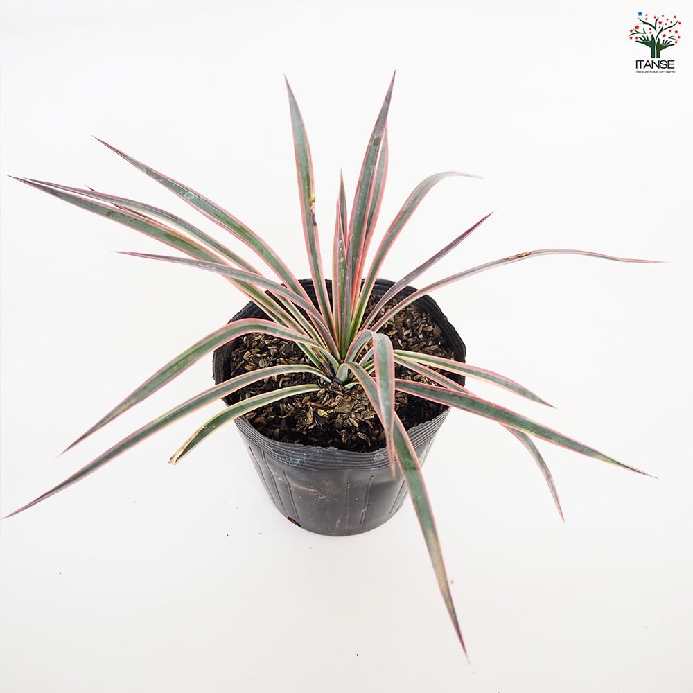 ユッカ アロイフォリア ⚜️専用⚜️① ② ⑤ 140304；h-thumb-300x300-6526.jpg