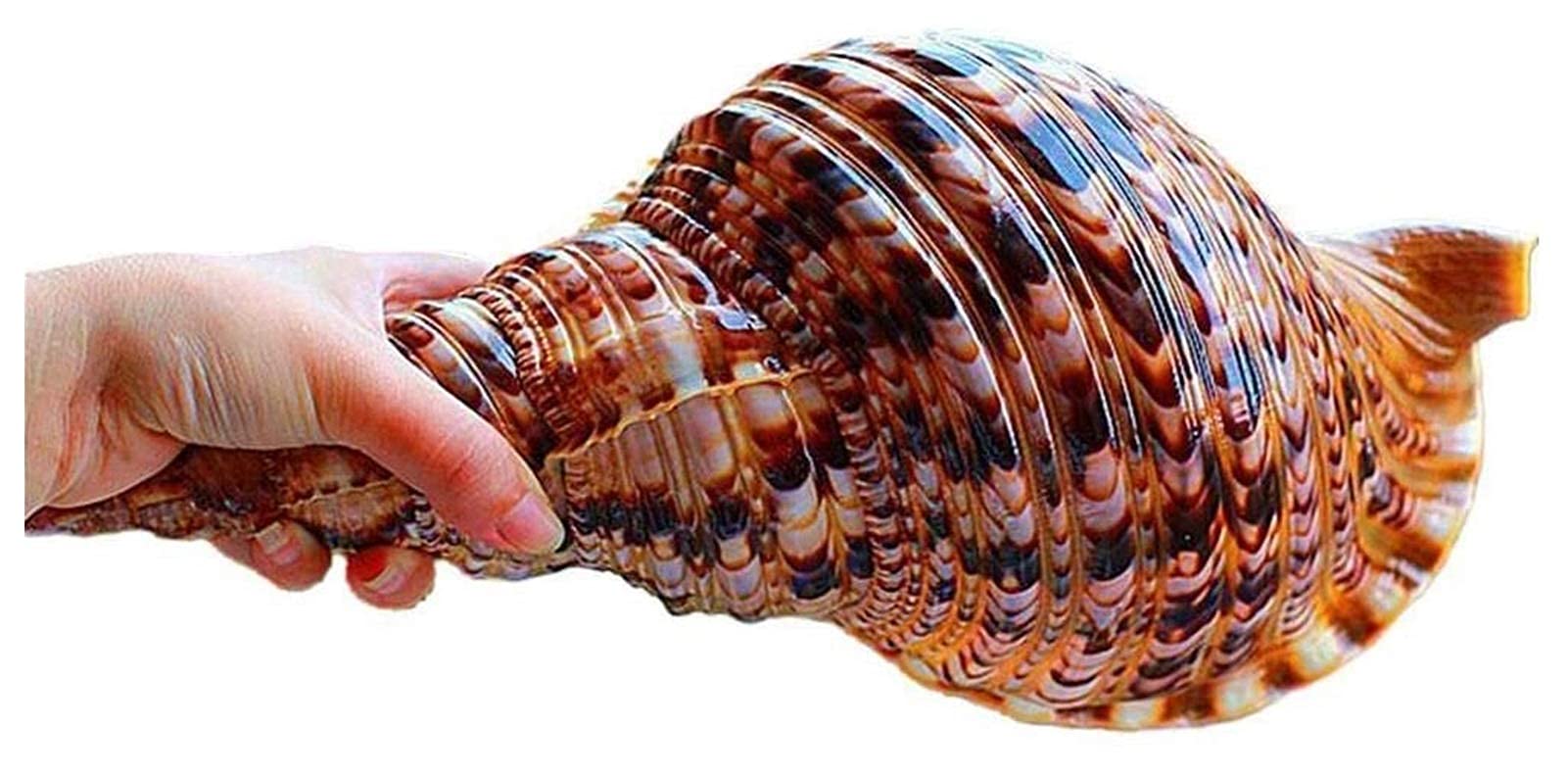 Amazon.co.jp: 20-2cm自然な巻き貝の大きい巻き貝の貝殻水族館の