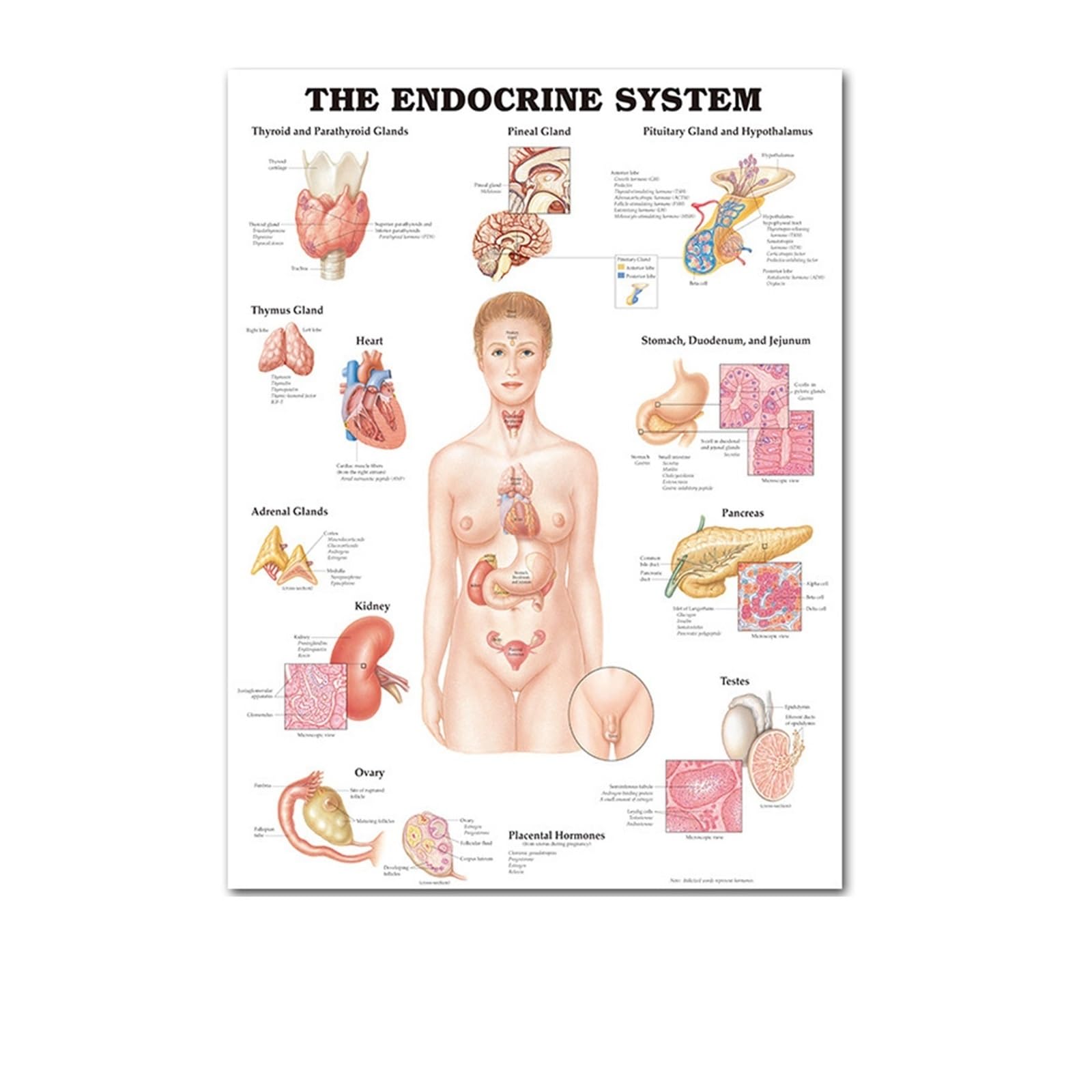 1pc Nerw Rdzeniowy Mózg Anatomiczny Ludzki Plakat Skandynawski Ciało Mapa Obraz Ścienny Na Płótnie Obrazy Do Salonu Home Unframed(G,40X60cm NoFrame)