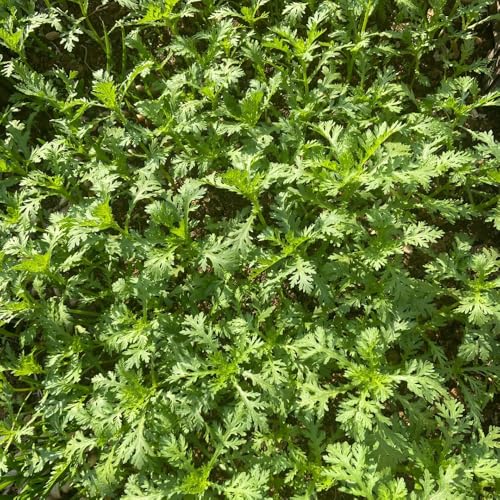 semillas de crisantemo comestibles, semillas de hortalizas, jardín de plantas Glebionis coronaria, cobertura del suelo, perenne resistente semillas de hortalizas, semillas de bonsái 200pcs