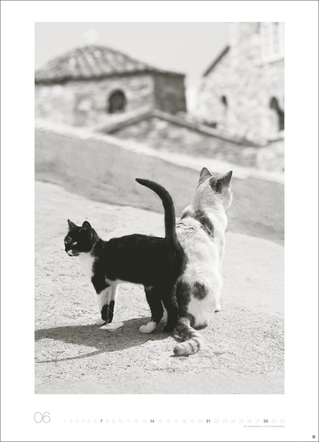 Cats Edition Kalender 2026: Elegante Samtpfoten in schwarz-weiß in einem XXL-Kalender. Tierkalender 2026 im Großformat. Hochwertiger großer Fotokalender für Katzenfans.
