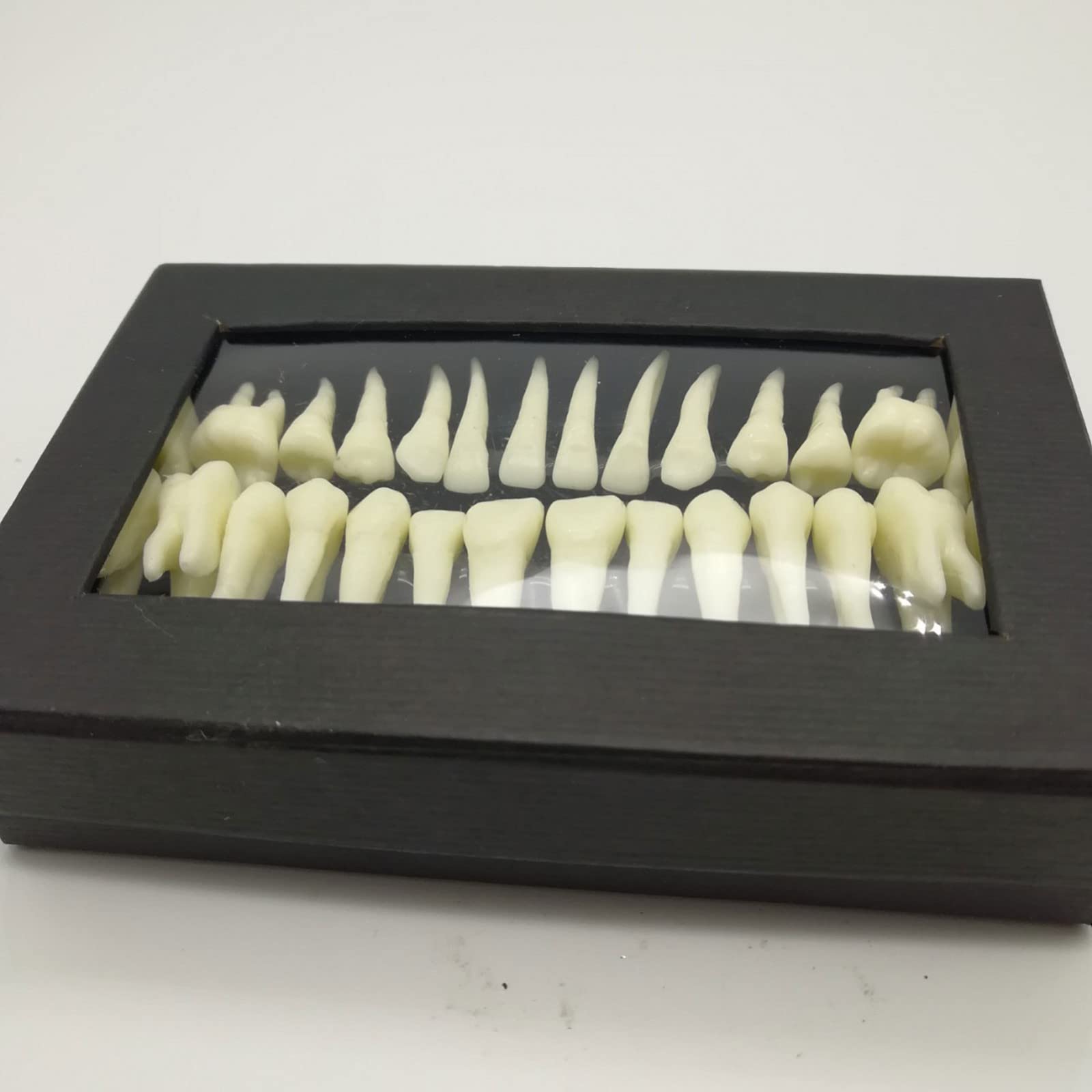Xiaoxu 28 Pezzi 1:1 Dimostrazione Dentale Denti permanenti Modello didattico Studio Implantologia Dentale Prodotto per la Pratica odontoiatrica