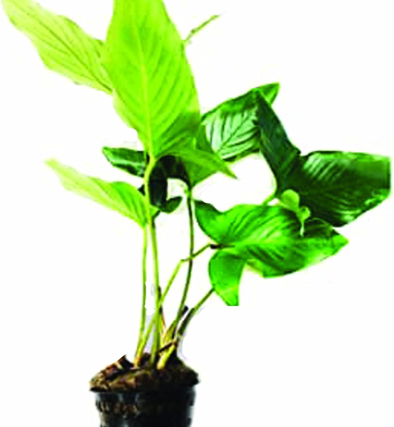 (Mature Potted) 12+ Inch Anubias Heterophylla Freshwater Live Aquarium Plants Loose | Potted | Mature Potted by Mainam
