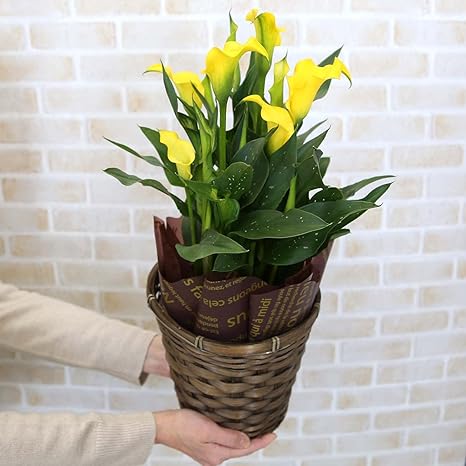 Amazon ブルーミングスケープ 母の日 カラー イエロー 5号 バスケット鉢カバー Da5 観葉植物 鉢植え 花 ギフト プレゼント 花鉢 鉢花 母の日プレゼント フラワー 観葉植物 オンライン通販