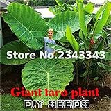 Seeds is the set Generic 100pcs Alocasia macrorrhiza Graines Taro géant Graine Jardin Elephant Plantes Oreille Taro Feuilles d\'ornement * comestibles légumes-Racines Pule: Only seeds