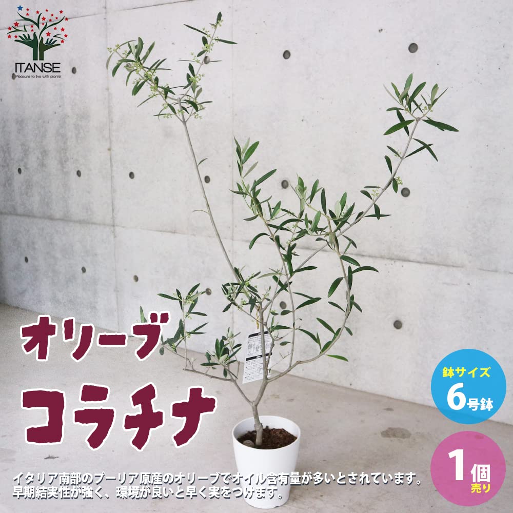 Amazon.co.jp: オリーブの苗木 品種：コラチナ(コラティーナ) 6号白