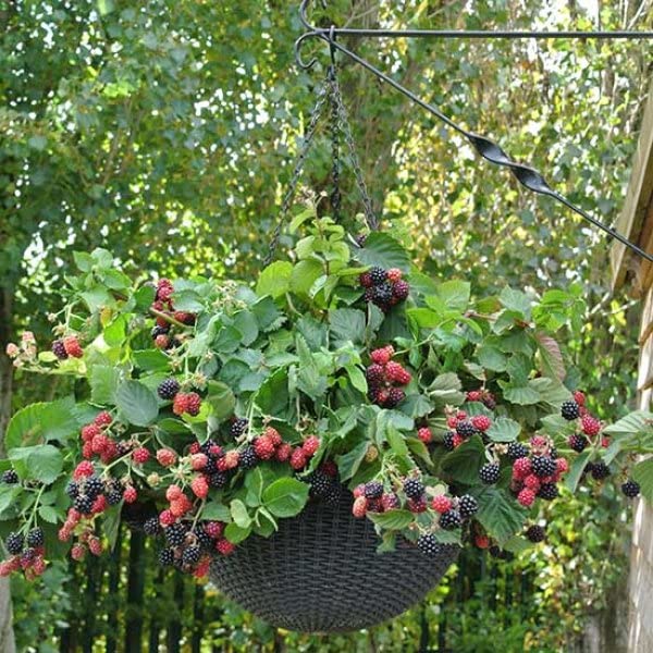 M-Tech Gardens Rare Blackberry " Black Cascade " Exotic 50 Fruit Seeds for Growing (B0BPBLTFDM) Amazon Price History, Amazon Price Tracker