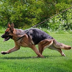   Leather-Dog-Leash-5ft6ft8ft-Braided-Leather-Leash-for-Dogs-Heavy-Duty-Dog-Leashes-with-Rotating-Clasp-Soft-and-Durable-Leather-Dog-Training-Leash-for-Large-Medium-Small-Dogs-Brown-6Ft-x-12