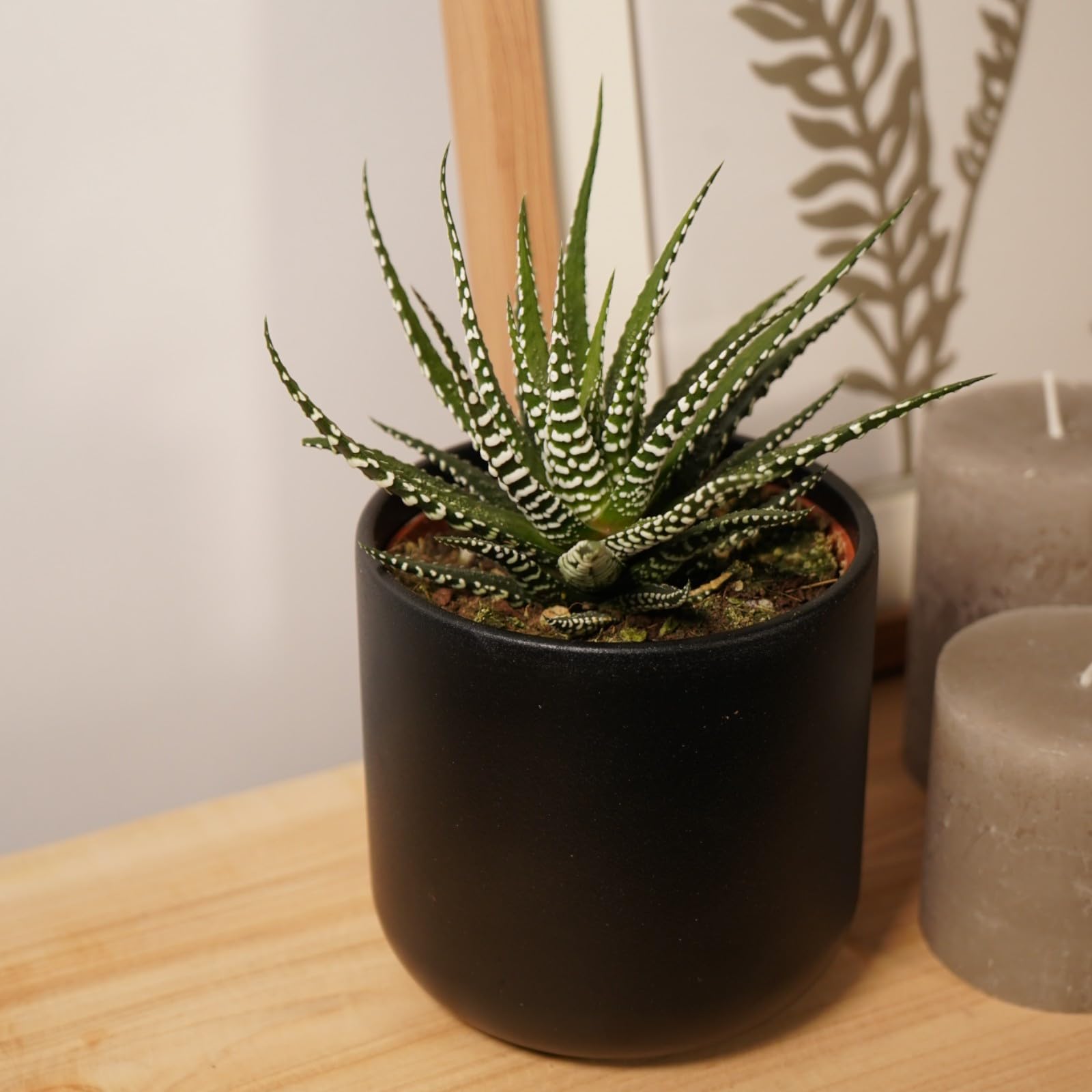 Carbeth Plants - 1 x Real Haworthia Fasciata Big Band Indoor Plant in 11cm Pot - Little Zebra Stripey Potted Live Succulent - Easy to Care for Houseplant for Home and Office
