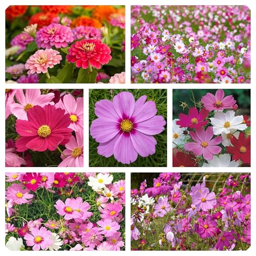 Miscuglio Semi di Fiori Rosa attrattivi per api e Farfalle, Miscela di fiori per Aiuole, flower seeds for butterflies 8 g.