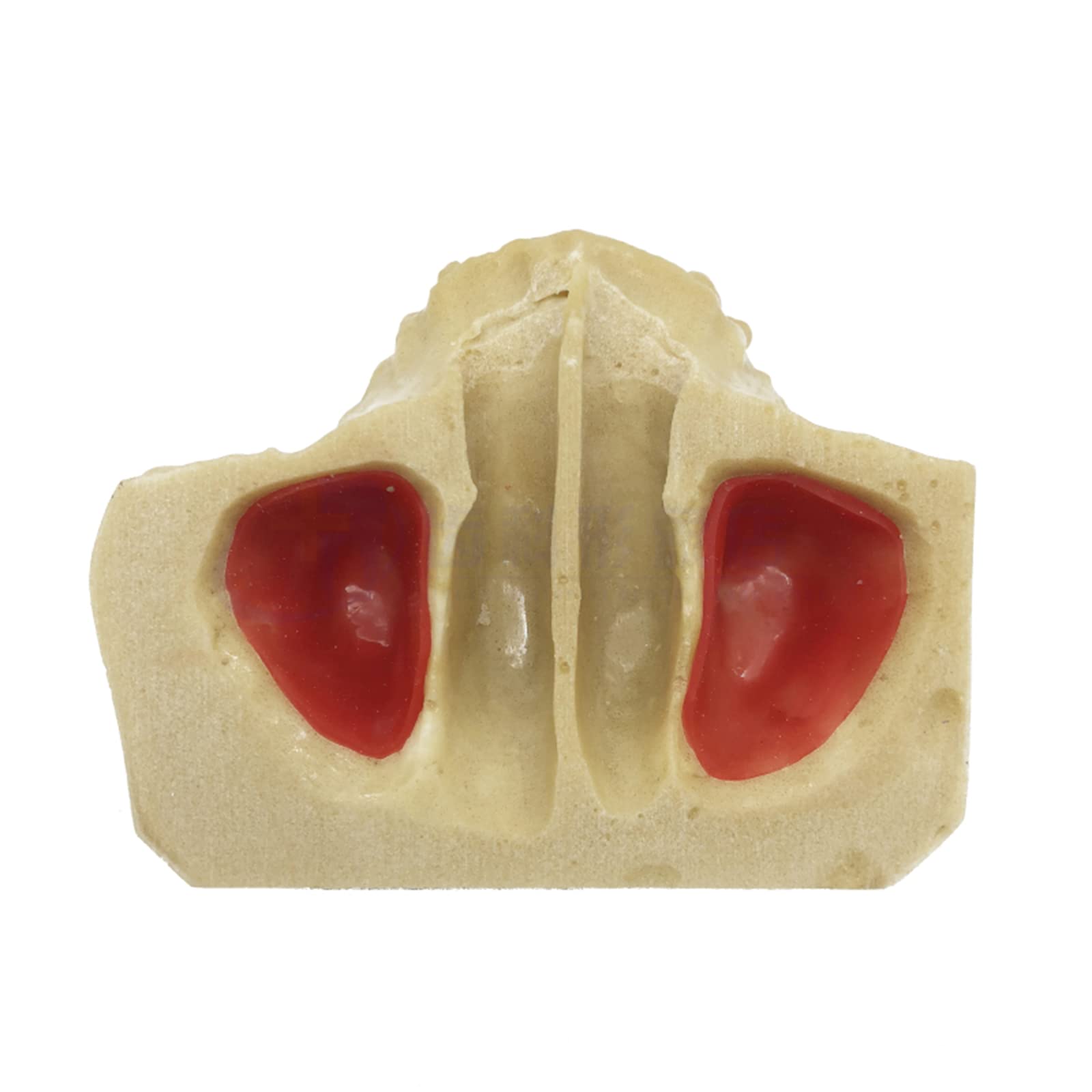Modello di Studio Modello di addestramento per Il Sollevamento del Seno mascellare Dentale Modello di insegnamento per Lo Studio dei Denti dentali Modello di de，A