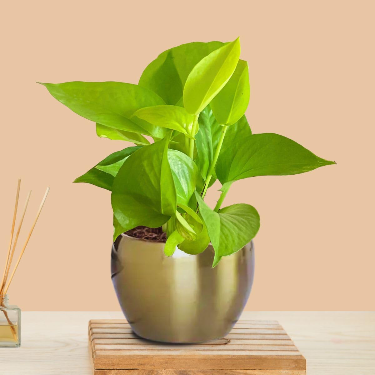 Greenkin Money Plant Golden in Golden Metal Pot | Indoor Plant for Home | Small Desk Plant (B0DD7ZRB6D) Amazon Price History, Amazon Price Tracker