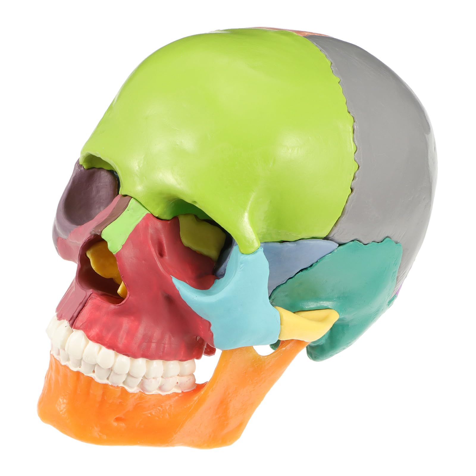 iplusmile Modellino di Teschio, Modello di Cranio, 22 Pezzi, Modello di anatomia del cranio, Smontabile Skull Cervello Medica della Testa del Cranio Modello per Studente di Medicina