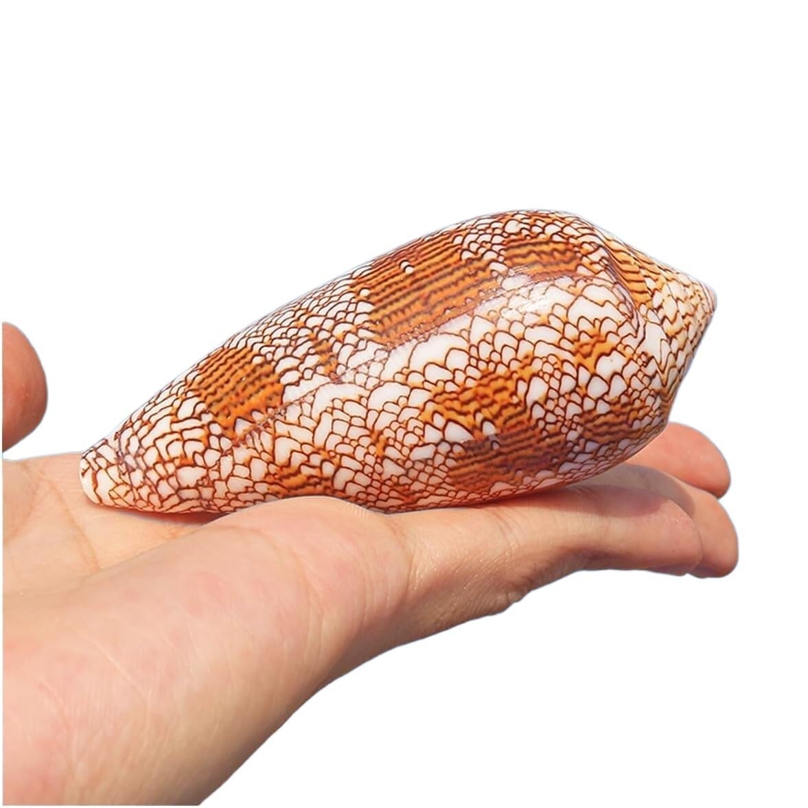 Amazon.co.jp: 天然サザエ殻、海洋貝殻、 天然の珍しい貝殻、6～8cmの