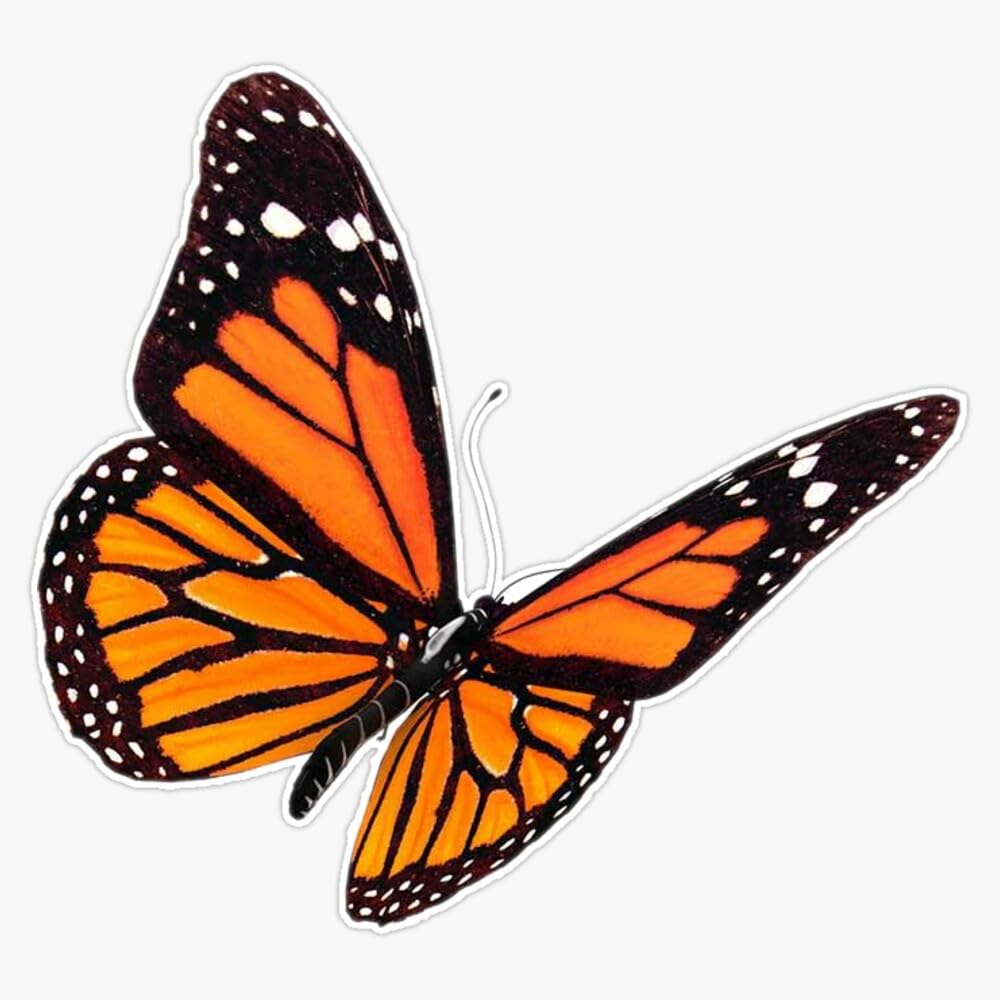 Monarch Butterfly Sticker Bumper Sticker Vinyl Decal 5"