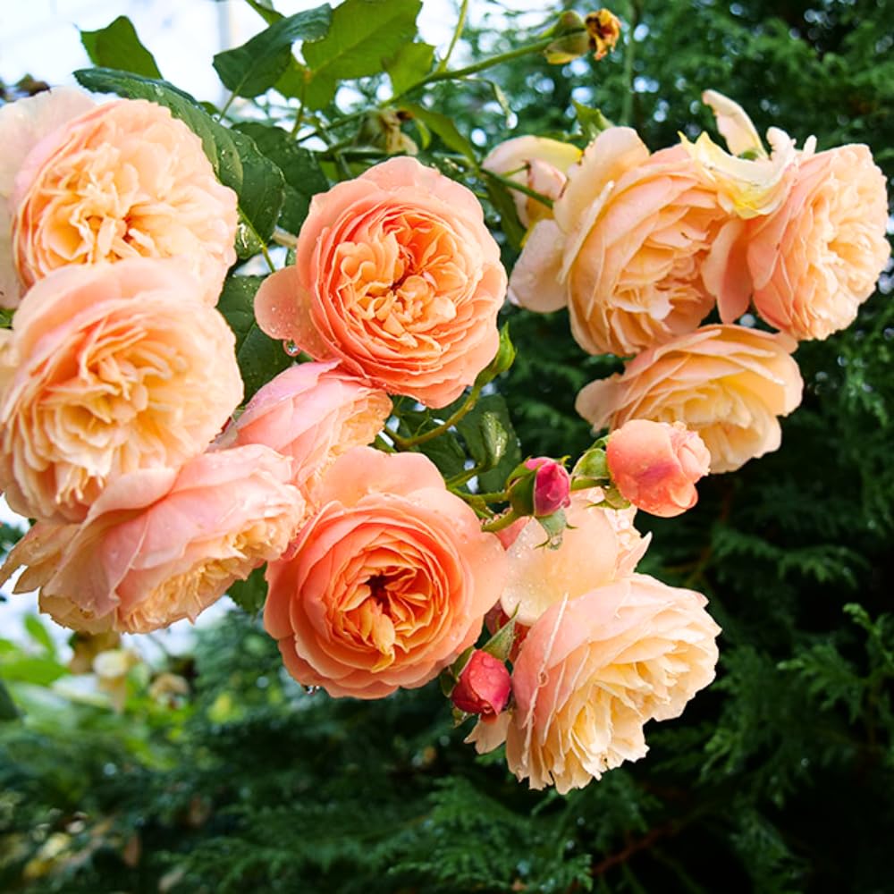 Amazon.com : Rose Plant Live Ready to Plant, Fragrant Roses Flowers, in  Pot, Ornamental Flowers Indoor Outdoor Home Garden (Apricot Rose) : Patio,  Lawn & Garden
