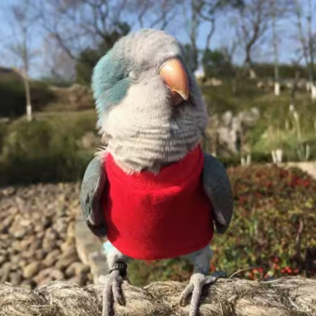 Bird Costume Handmade Cotton Red Shirt Round Collar Sweater Flight Suit for Parrots African Greys Parakeet Cockatiel Sun Conure Christmas Halloween Cosplay Apparel Bird Supplies (with Diaper,Macaw)