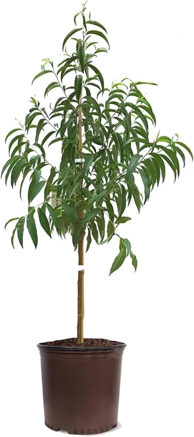 Contender Peach Tree – Cold Hardy, Self-Pollinating Freestone Peach | Live Fruit Tree for Gardens, Orchards & Backyard Growing (5 Gallon/Potted/Set of 2 Plants)