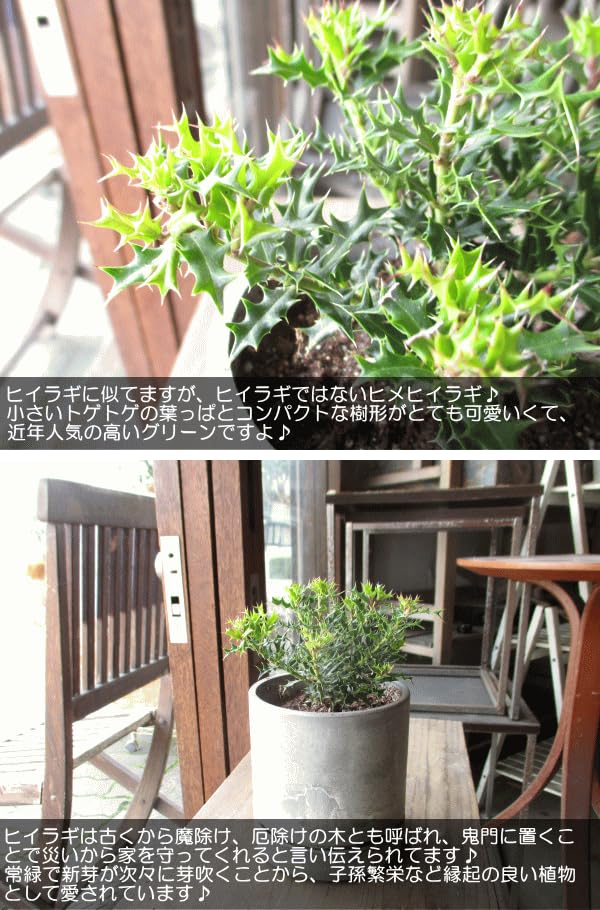 Amazon｜姫ヒイラギ 鉢色選べる シリンドリカルポット 3.5号鉢サイズ