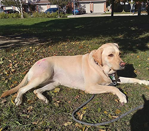 Mycicy Long Rope Leash for Dog Training 12, 15, 22, 30, 50, 75, 100 ft Check Cord Recall Agility Long Lead for Large Medium Dogs, for Outdoor, Camping, or Backyard (30 ft-Black) - Thumbnail 6