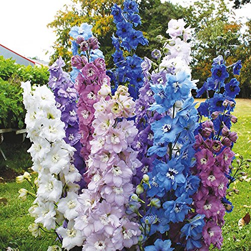 M-Tech Gardens Rare Delphinium " High Society Mixed " Exotic 50 Seeds for Growing (B0BPBJBVKP) Amazon Price History, Amazon Price Tracker