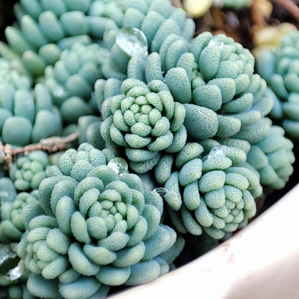 Semillas resistentes de sedum, perennes de sedum, jardín de rocas resistentes Mini reales, para 200pcs