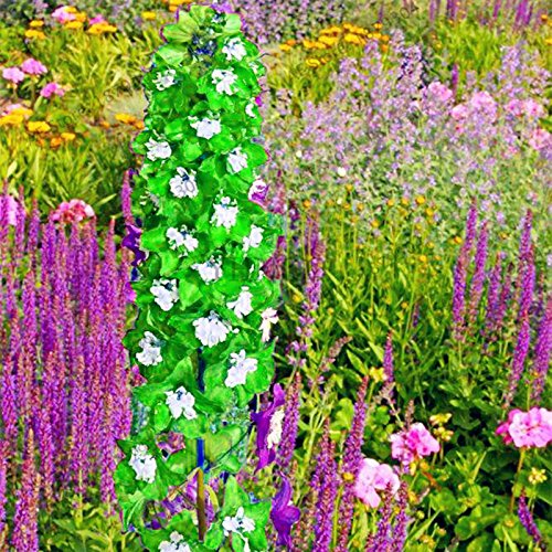 Graines de roquette de couleur mixte Larkspur Consolida Ajacis Delphinium Fleurs dans un dôme de jardin pour bébé Bonsaï