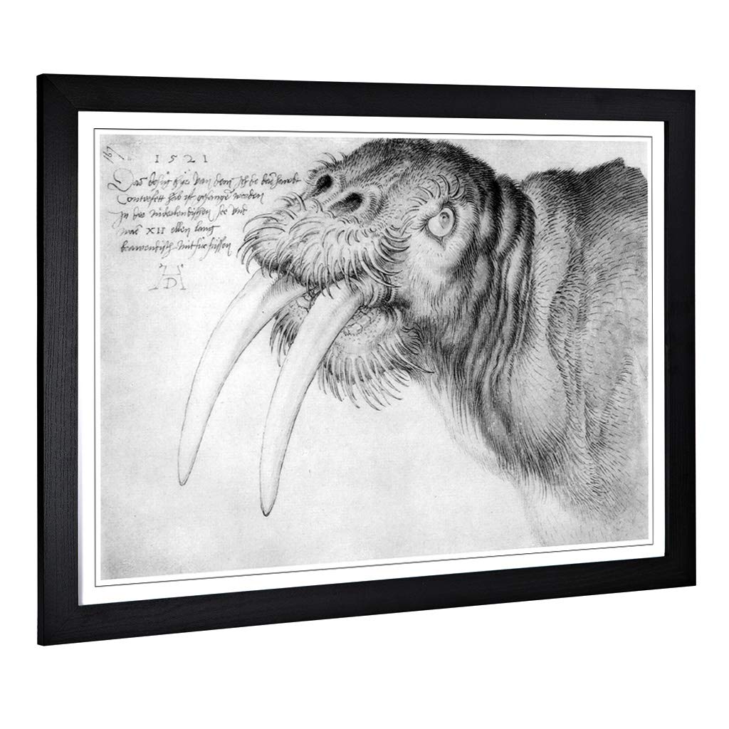Big Box Art Framed Print of Albrecht Durer Head of a Walrus Design | Wall Art Picture | Home Decor for Kitchen, Living Room, Bedroom, Hallway, Black, A2 / 24.5x18 Inch / 62x45cm