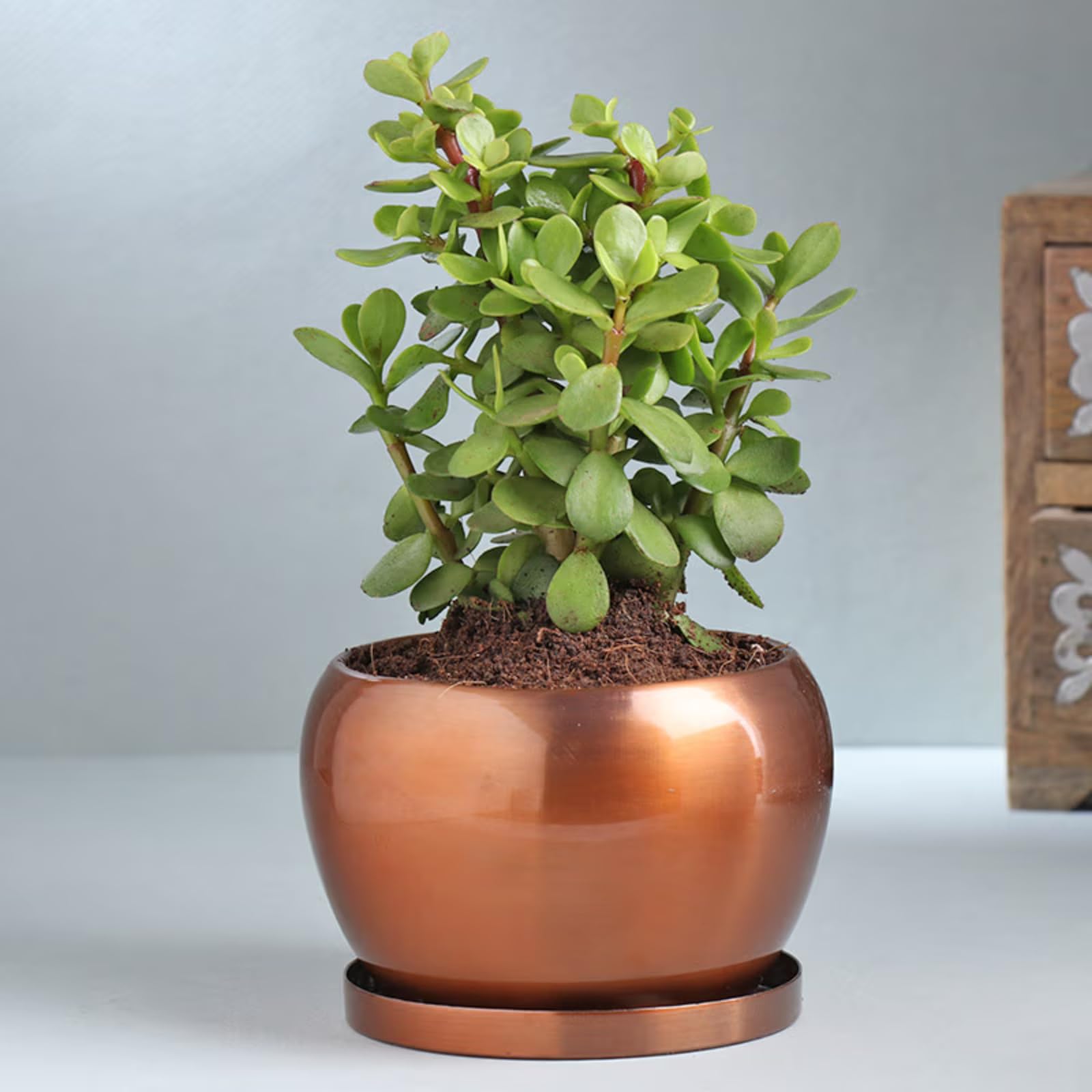 FlowerAura Air Purifying Good Luck Jade Live Indoor Plant In Metal Pot For Home/Office Décor & For Birthday Gift, Anniversary Gift, Mother's Day Gift, Diwali Gift, Father's Day Gift