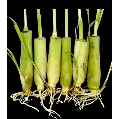 6 Rooted Lemongrass Cuttings for Healthy, Refreshing Greens