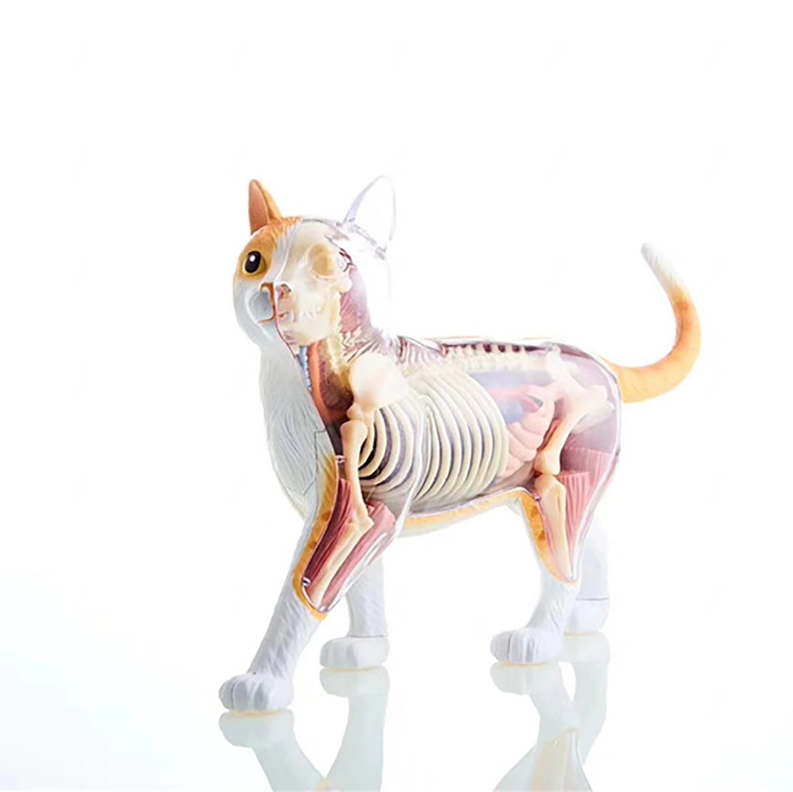 Modello Anatomico del Gatto 4D, Organi Rimovibili Modello Anatomico dello Scheletro del Gatto 28 Pezzi, Modello Medico del Gatto, per Gli Aiuti Didattici per L'educazione Medica